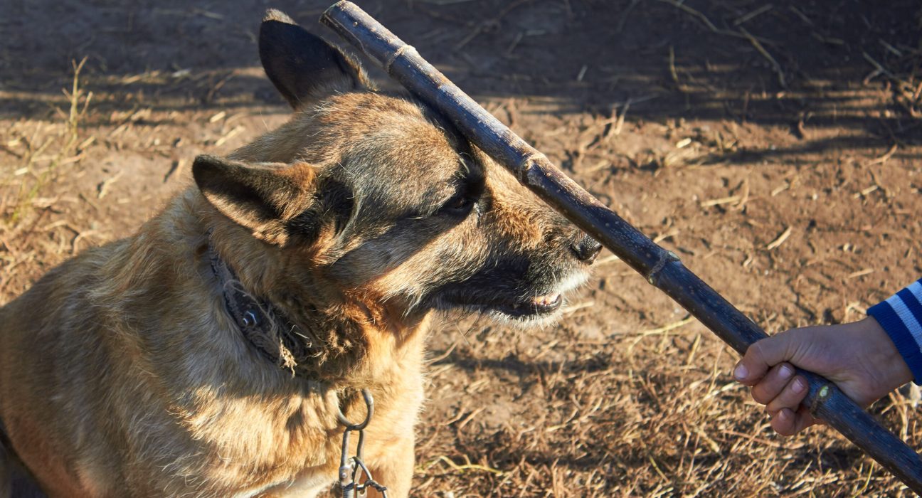woman-charged-with-animal-cruelty-after-dog-dies-inside-hot-car