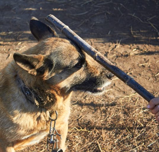 woman-charged-with-animal-cruelty-after-dog-dies-inside-hot-car